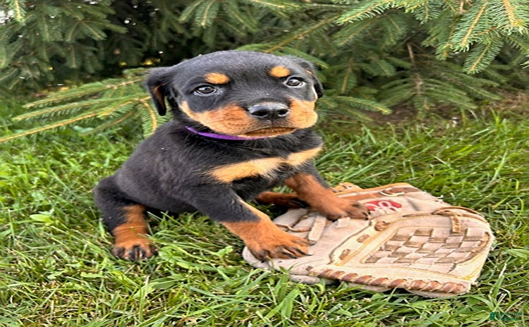 Rottweiler dogs - Advert 3