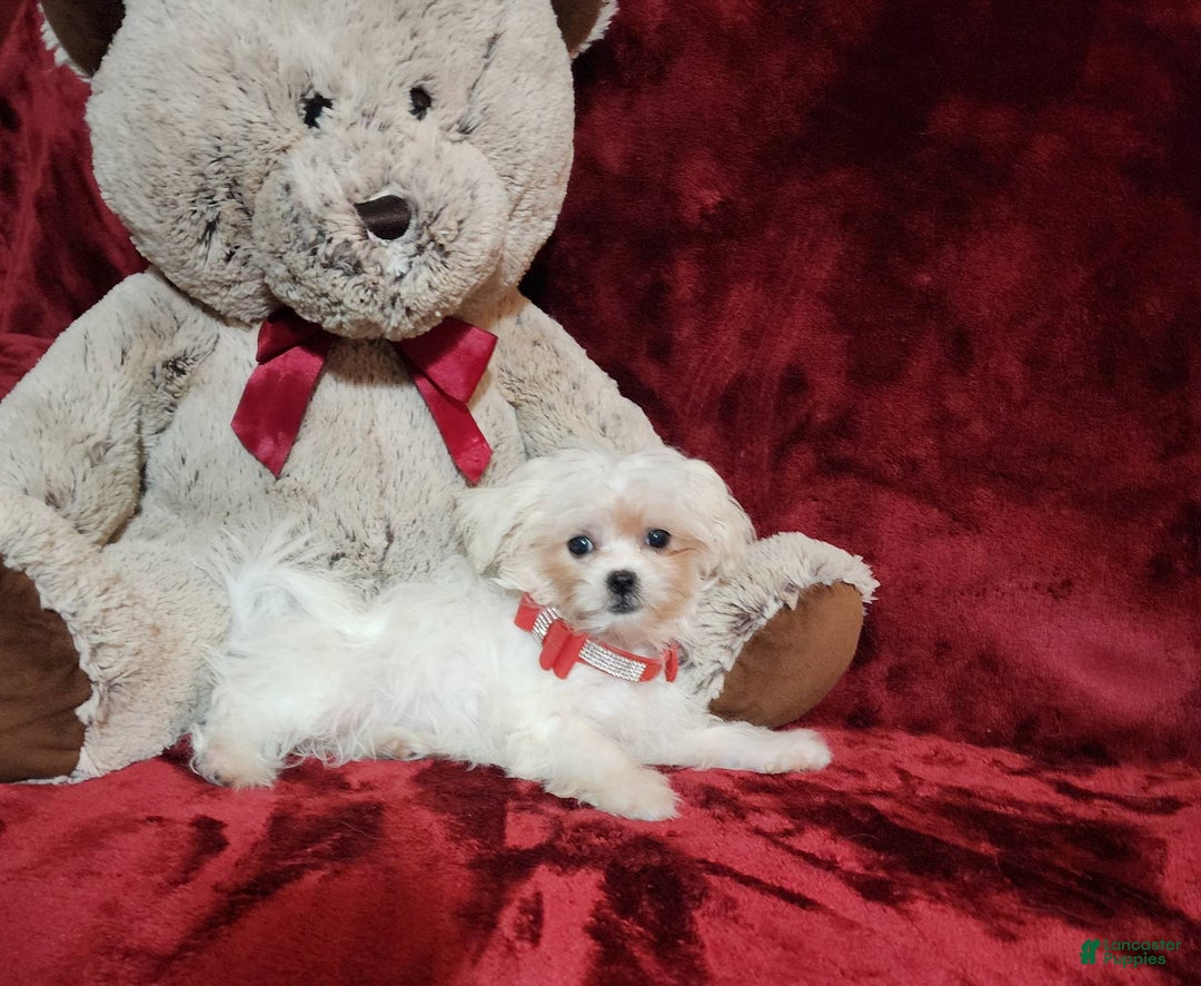 Malshi dogs for sale: Lacey - Image 1