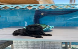 Shih Tzu dogs for sale: Sasha - Image 3