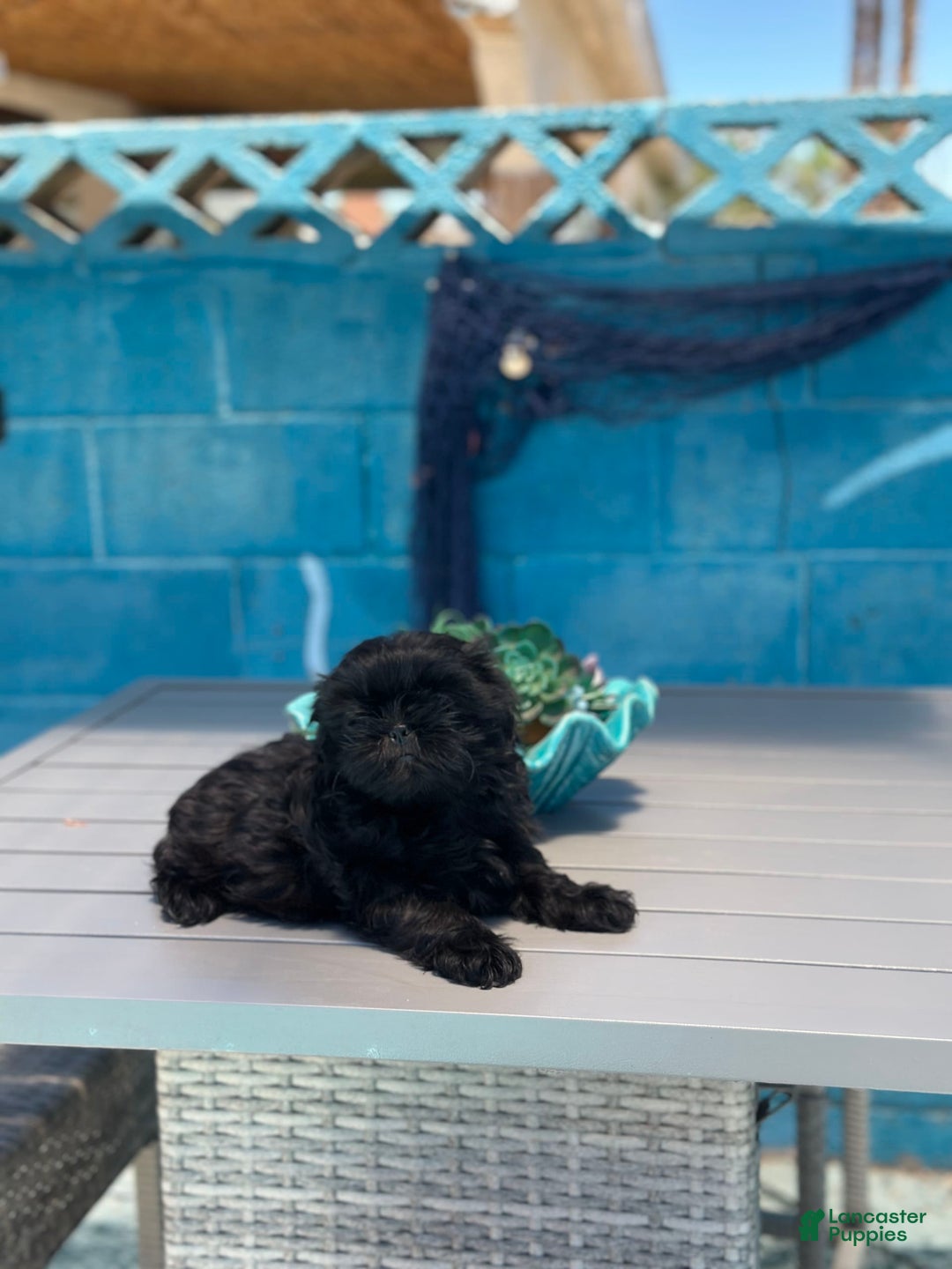Shih Tzu dogs for sale: Sasha - Image 3