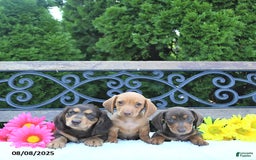 Miniature Dachshund dogs for sale: Oliver - Image 2