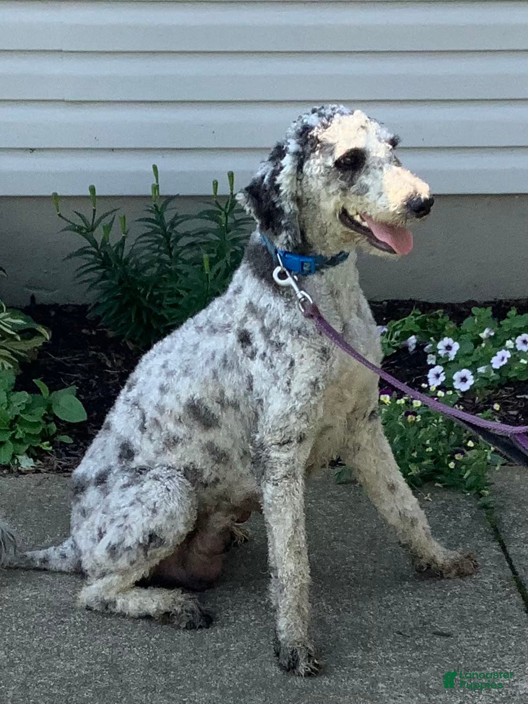 Goldendoodle dogs for sale: Kobe F2b - Image 27