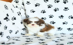 Shih Tzu dogs for sale: Felix - Image 7