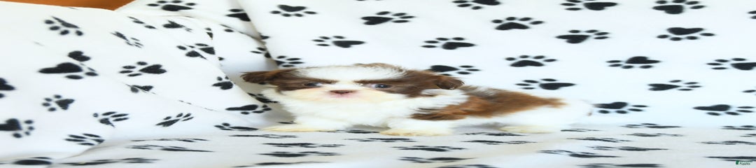 Felix