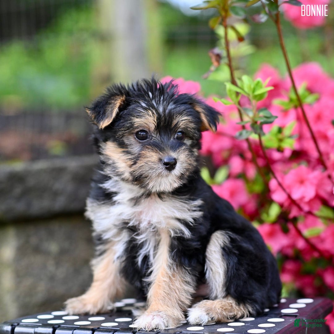Morkie dogs for sale: Bonnie - Image 5