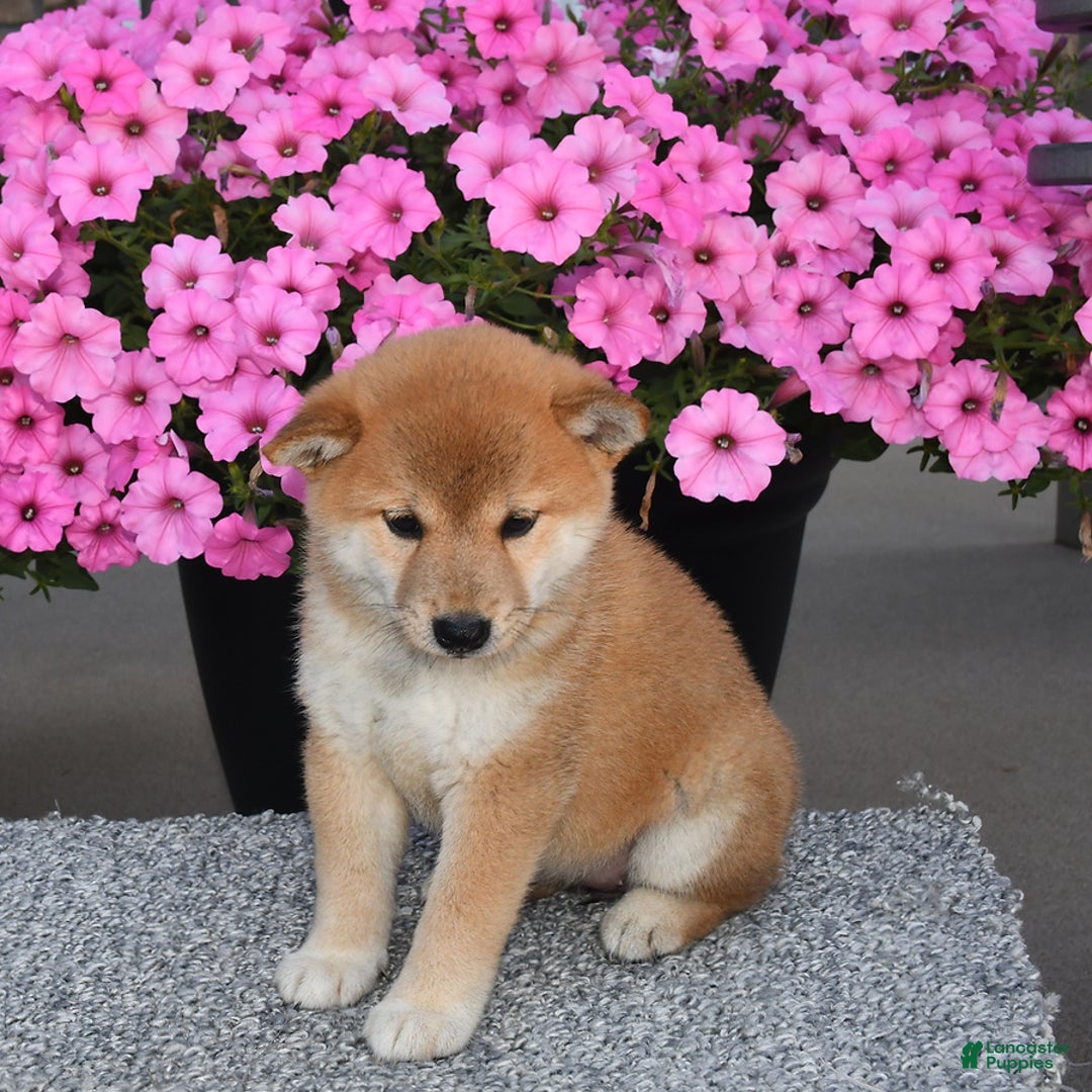 Shiba Inu dogs for sale: Chloe - Image 2