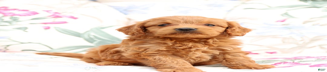 Speedy