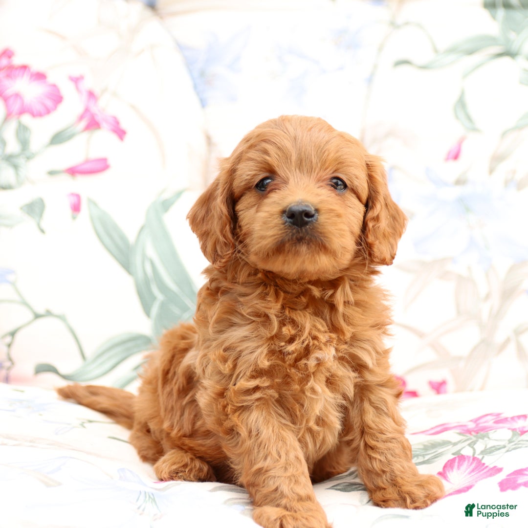 Cavapoo dogs for sale: Cavapoo 5 puppies - Image 1