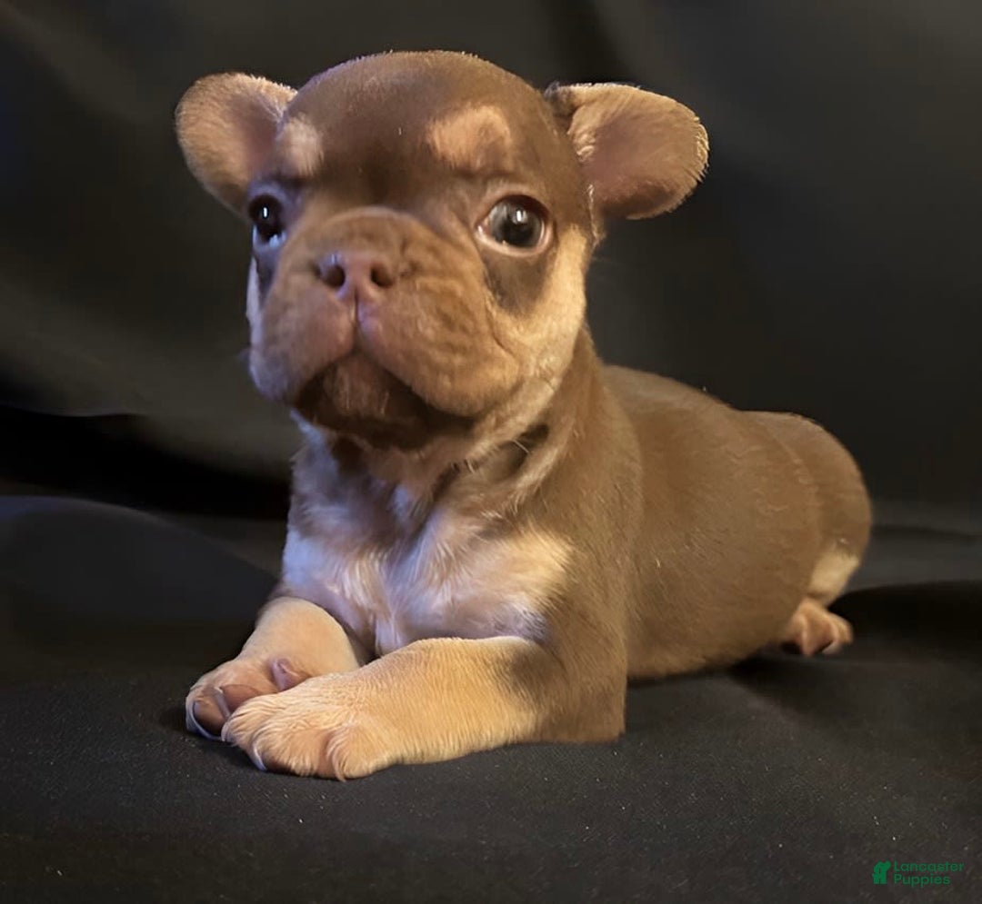 French Bulldog dogs for sale: Nova - Image 2