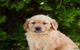 Golden Retriever dogs for sale: Hannah - Image 2