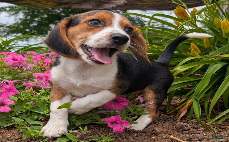 Beagle dogs for sale - Ad 1