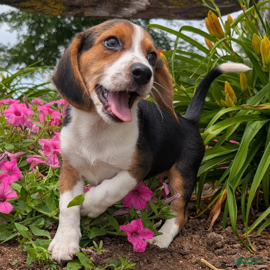 Beagle dogs for sale: Caramel - Image 1