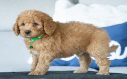 Mini Goldendoodle dogs for sale: Danton - Image 2