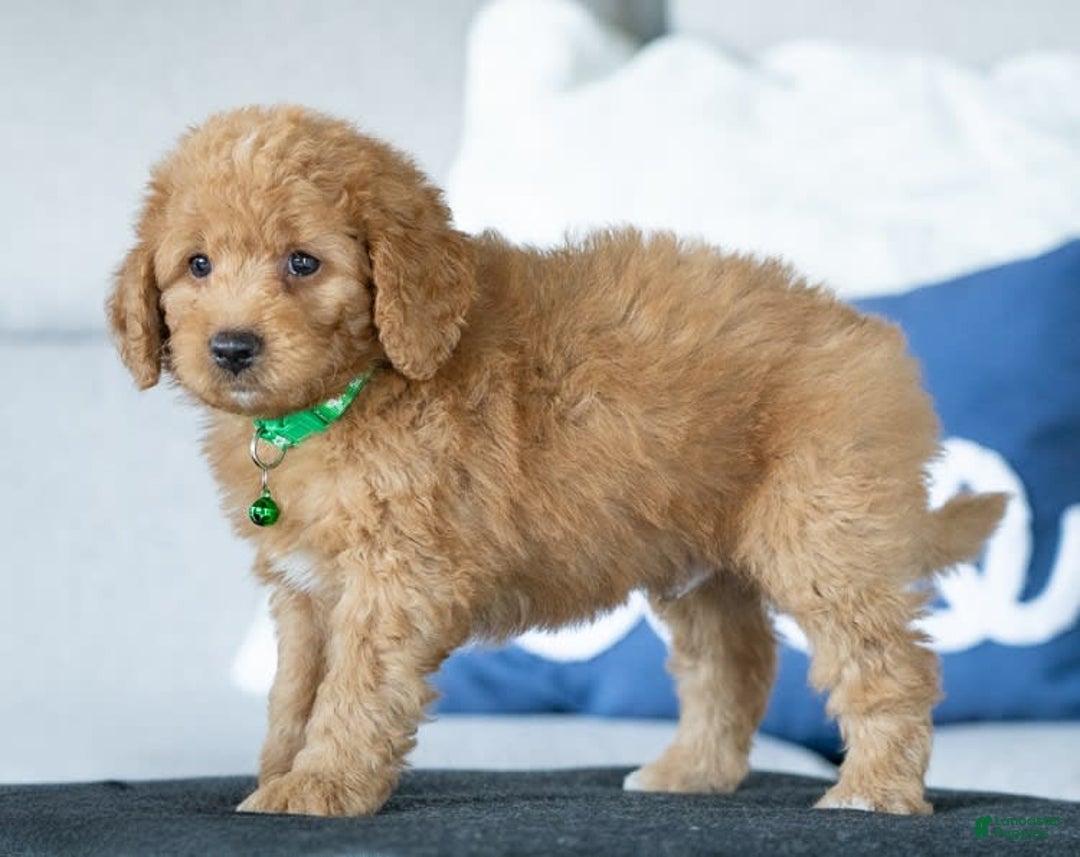 Mini Goldendoodle dogs for sale: Danton - Image 2