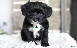 Yorkiepoo dogs for sale: Arrow - Image 2