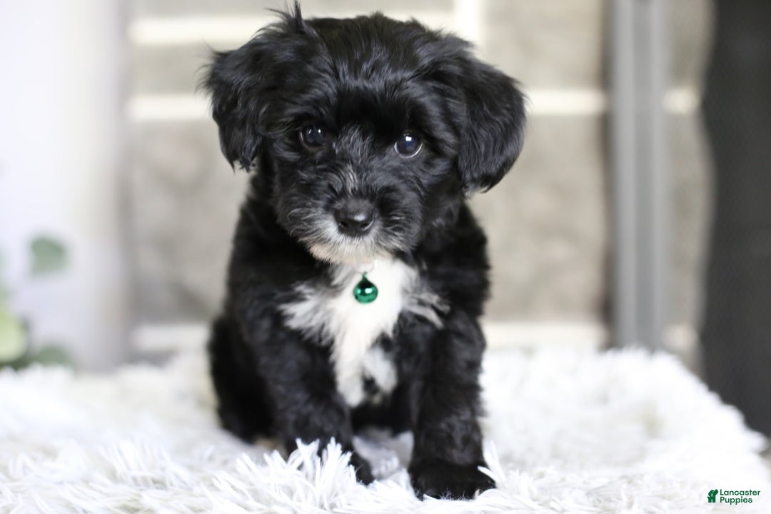 Yorkiepoo dogs for sale: Arrow - Image 2