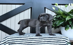 Cane Corso dogs for sale: Fancy - Image 3