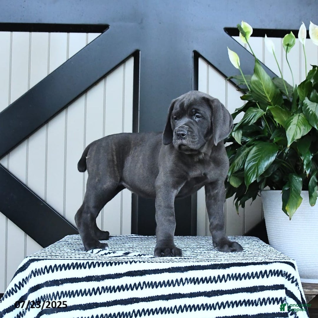 Cane Corso dogs for sale: Fancy - Image 3