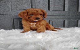 Cavapoo dogs for sale: Cavapoo 4 puppies - Image 2