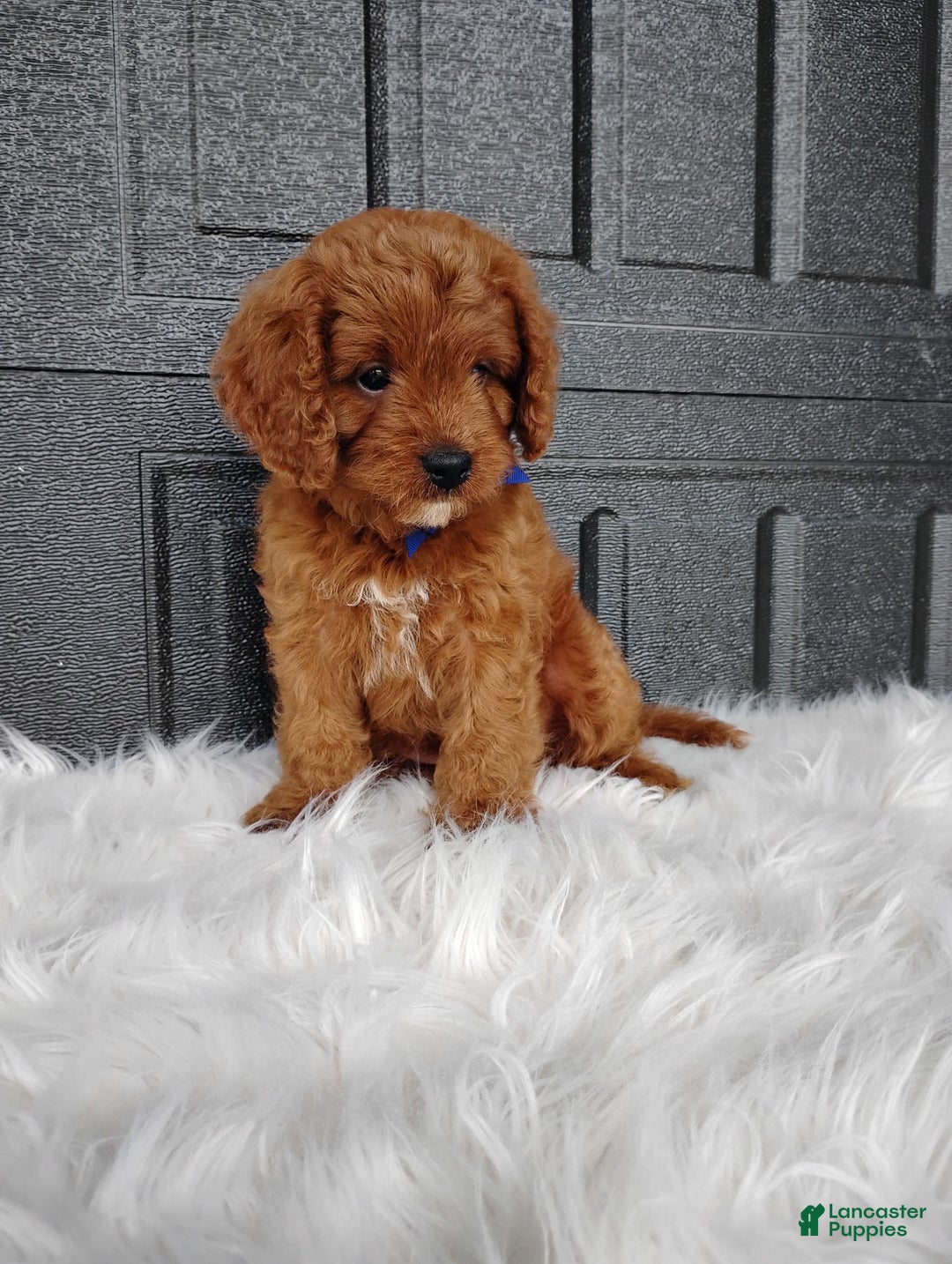 Cavapoo dogs for sale: Cavapoo 4 puppies - Image 2