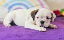 English Bulldog dogs for sale: Laura - Image 1
