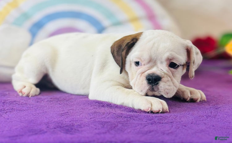 English Bulldog dogs for sale - Ad 4
