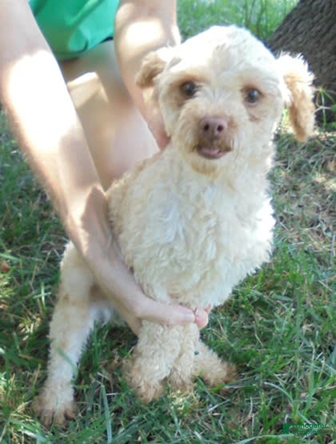 Toy Poodle dogs for sale: Chiki - Image 18