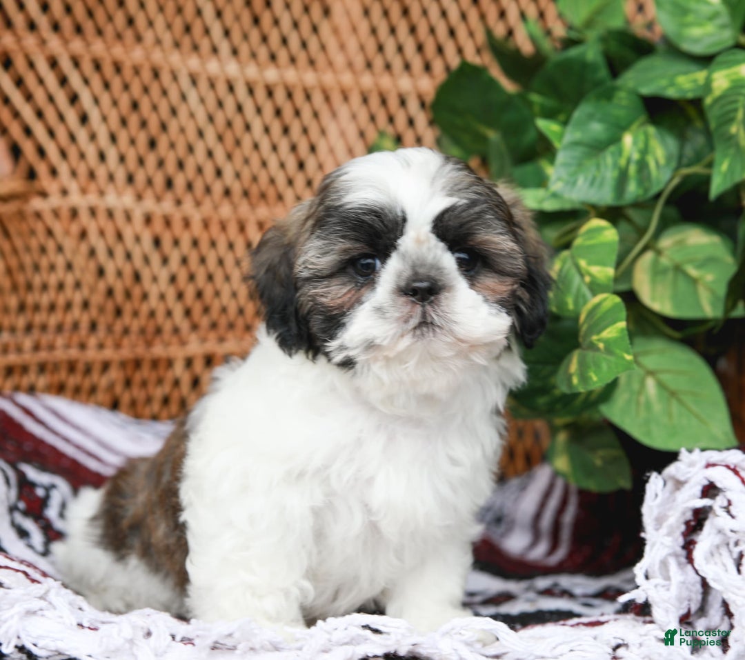 Shih Tzu dogs for sale: Easton - Image 4