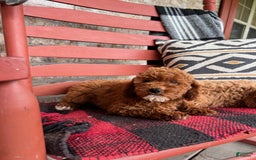  dogs for sale: Dallas - Image 4