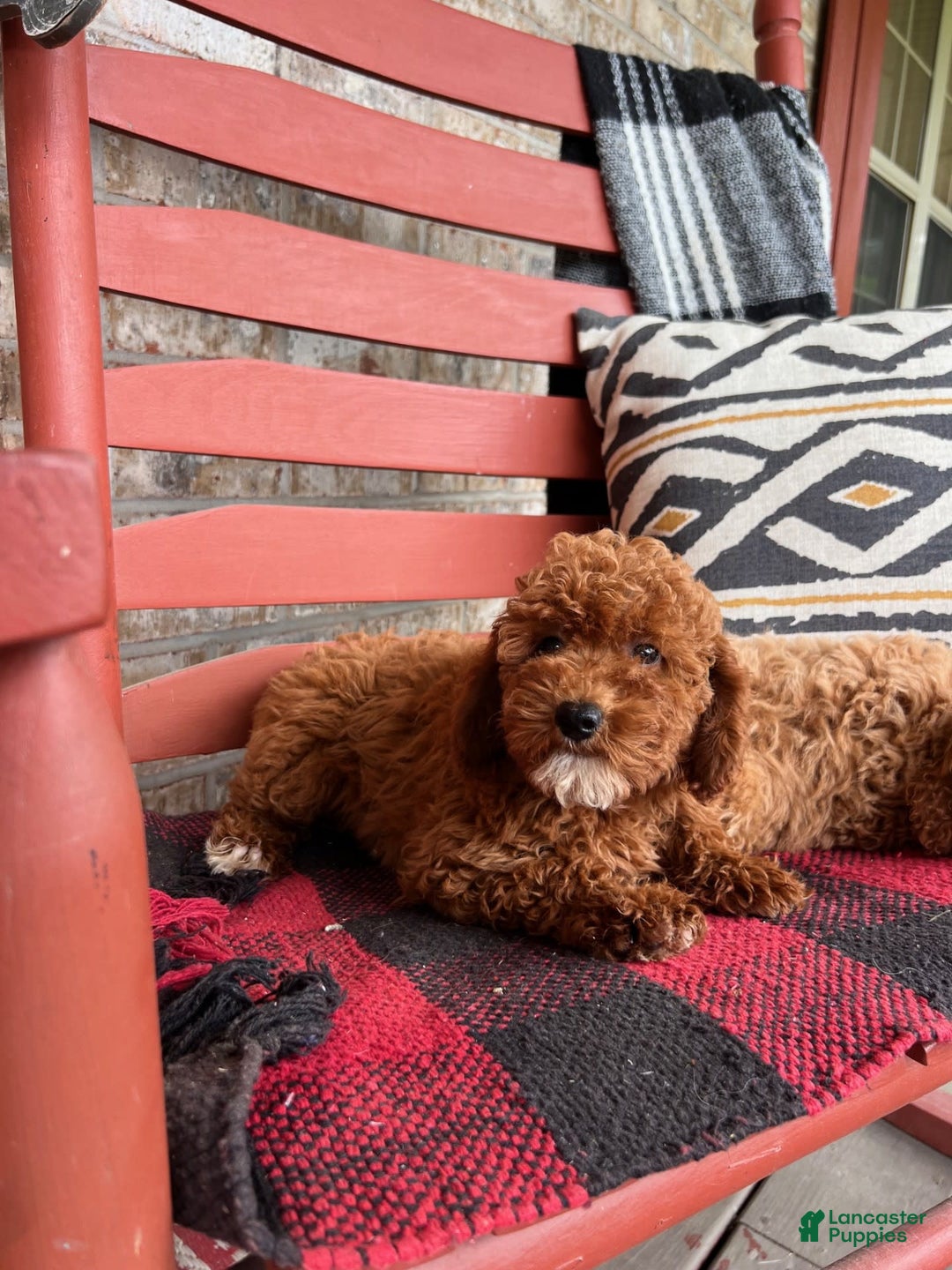 dogs for sale: Dallas - Image 4