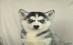 Siberian Husky dogs for sale: Jemma - Image 2