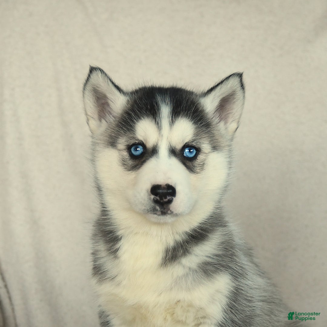 Siberian Husky dogs for sale: Jemma - Image 2