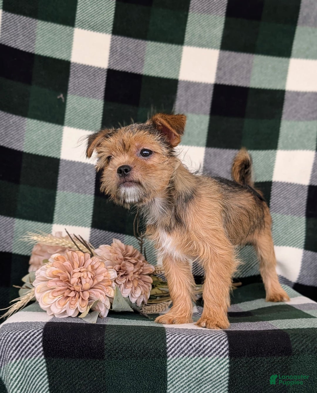 Shorkie dogs for sale: Brylee 9 Lbs Full Grown - Image 2