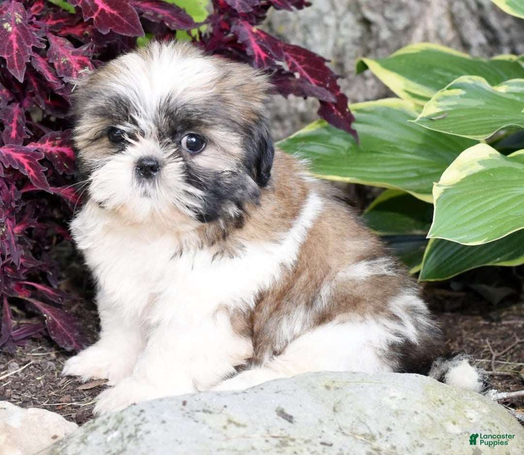 Shih Tzu dogs for sale: Daisy - Image 4