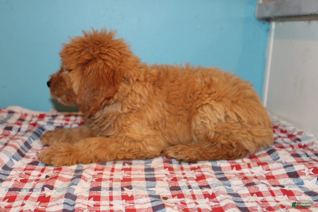 Mini Goldendoodle dogs for sale: Mack Mini - Image 6