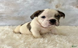 English Bulldog dogs for sale: Shanna - Image 4