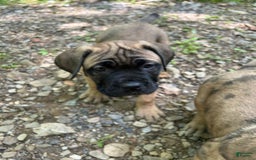 Cane Corso dogs for sale: Mandisa - Image 13