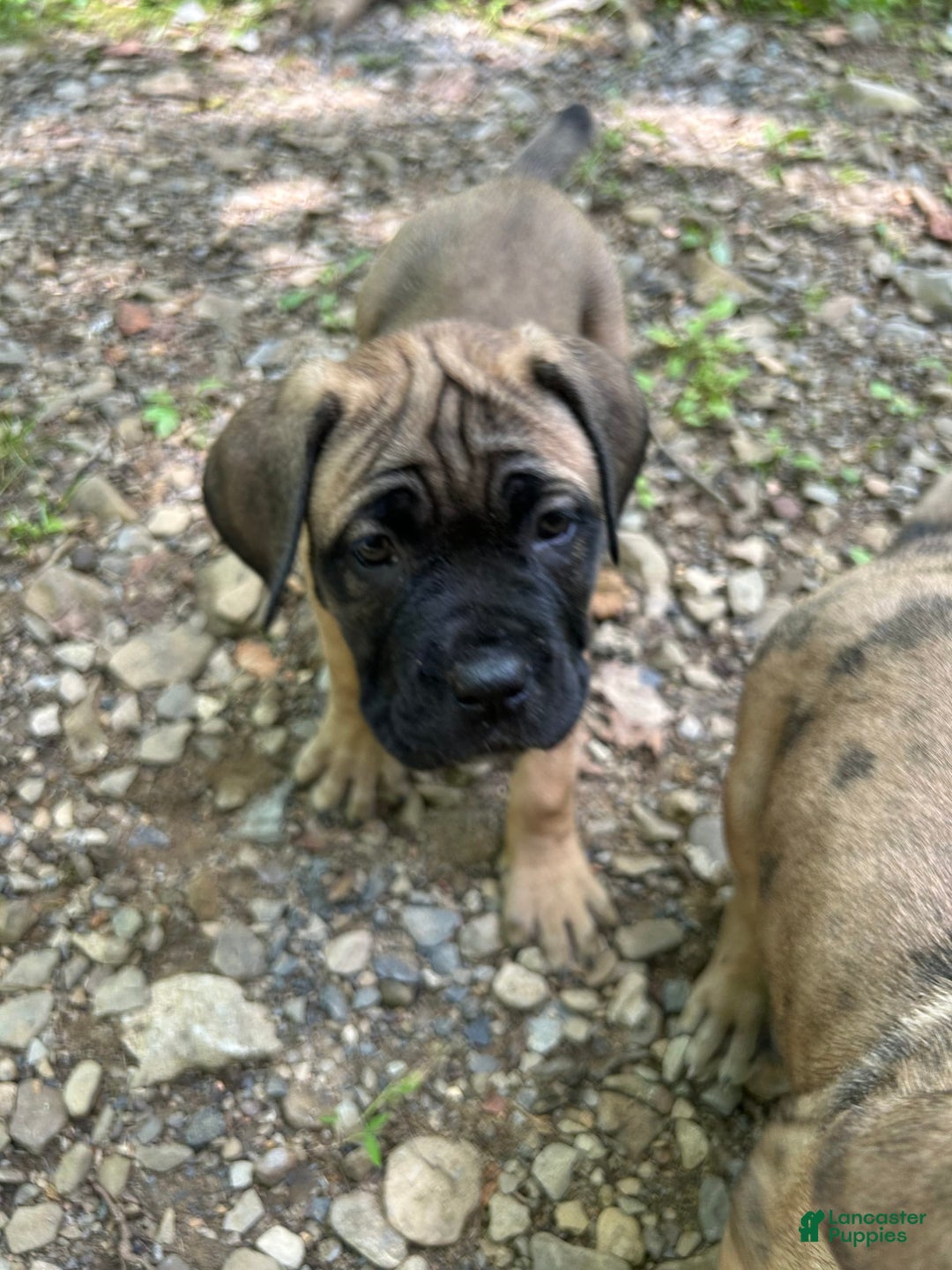 Cane Corso dogs for sale: Mandisa - Image 13
