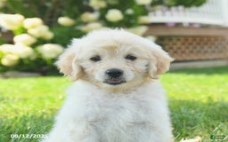 Mini Goldendoodle dogs for sale: Hiccup - Image 5