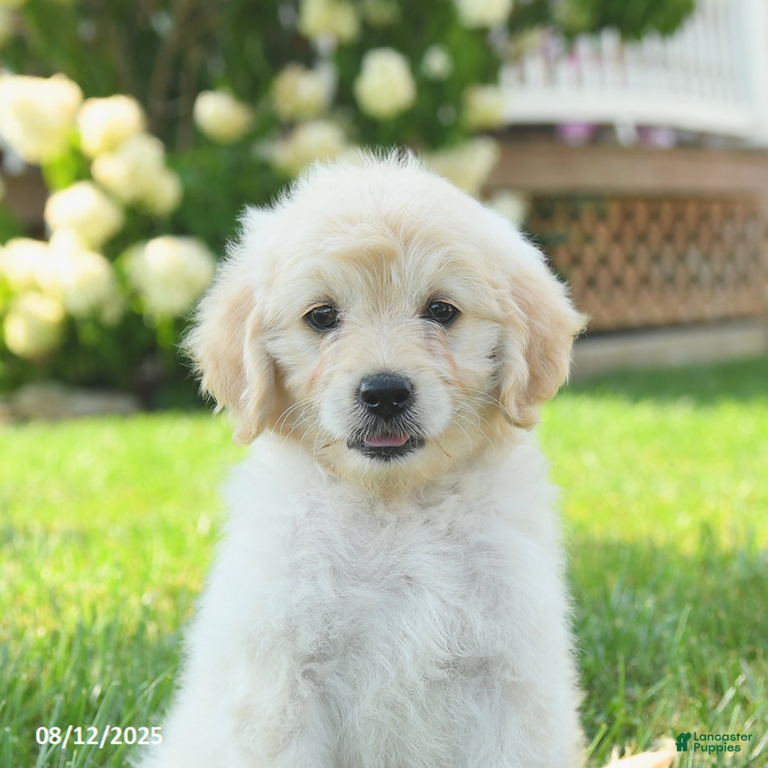 Mini Goldendoodle dogs for sale: Hiccup - Image 5