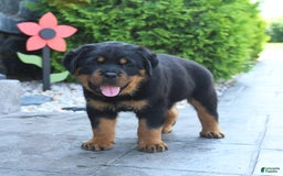 Rottweiler dogs for sale: Rottweiler 7 puppies - Image 14