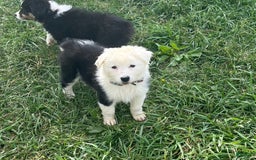 Australian Shepherd dogs for sale: Sugar - Image 16