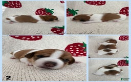 Jack Russell Terrier dogs for sale: Bear - Image 3