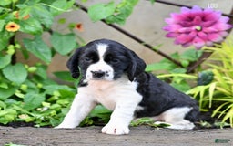 English Springer Spaniel dogs for sale: Lou - Image 2
