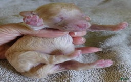 Toy Poodle dogs for sale: Zylo - Image 30