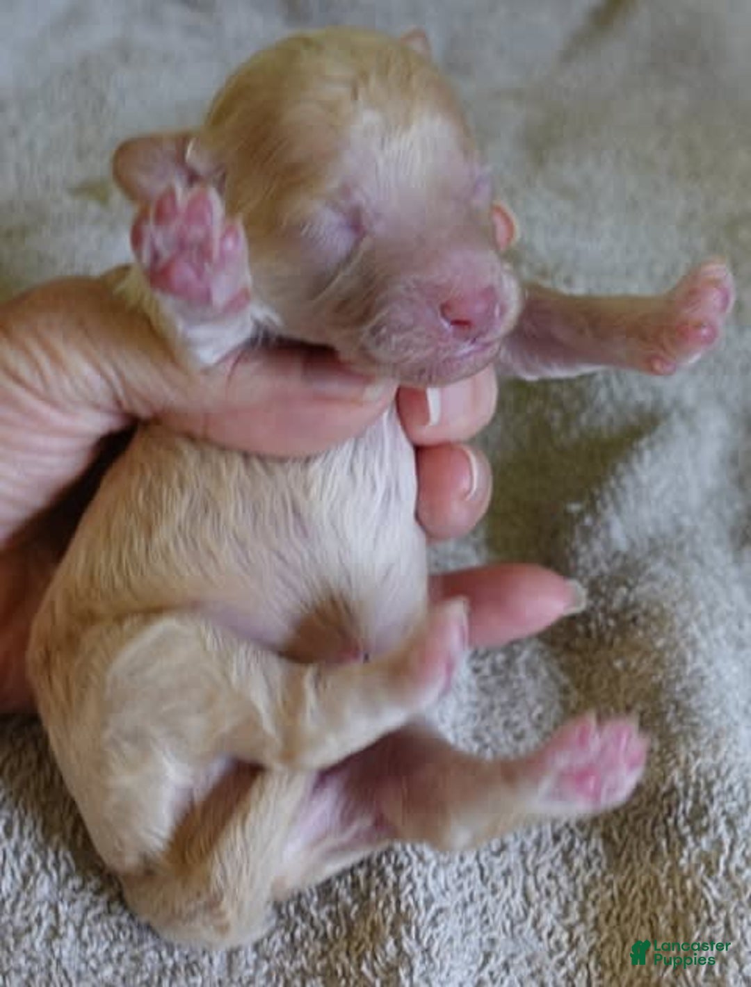 Toy Poodle dogs for sale: Zylo - Image 30