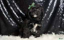 Cavapoo dogs for sale: Riddle - Image 5