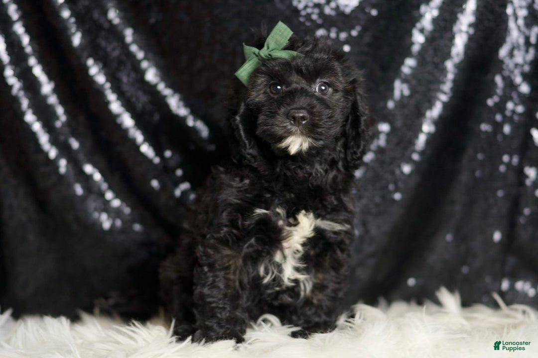 Cavapoo dogs for sale: Riddle - Image 5
