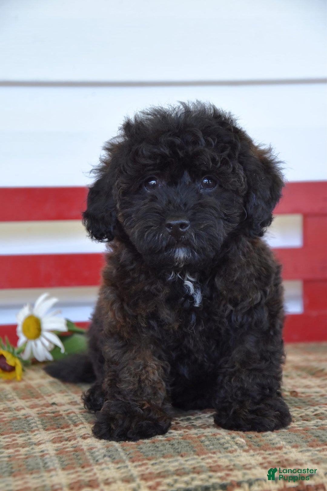 Yorkiepoo dogs for sale: Harold - Image 5