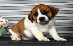 Beabull dogs for sale: Angie - Image 5